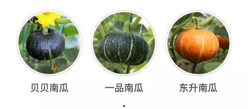 吃瓜发现自己,一场关于娱乐与生活的深度探讨