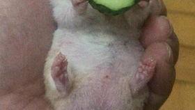 老黄老王吃瓜,揭秘娱乐圈背后的故事