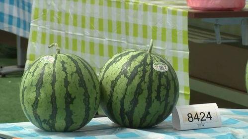 嘉兴跳舞吃瓜事件,一场引发热议的街头文化冲突