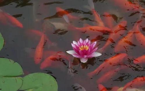 目击吃瓜,一场惊心动魄的吃瓜奇遇