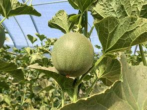 回家吃蜜瓜,品味家乡蜜瓜的温馨时光