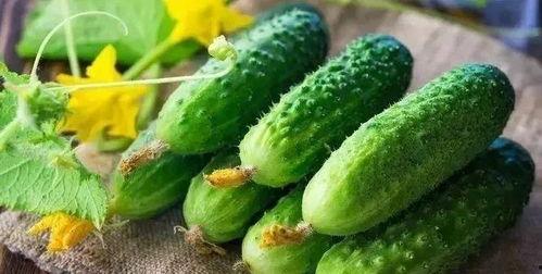 小瓜吃骨头,小瓜啃骨头的欢乐时光