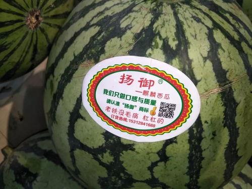 狂欢之夜吃瓜,瓜田里的欢乐盛宴