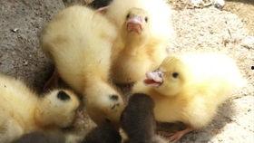 琪子吃瓜鸭,揭秘娱乐圈背后的那些事儿