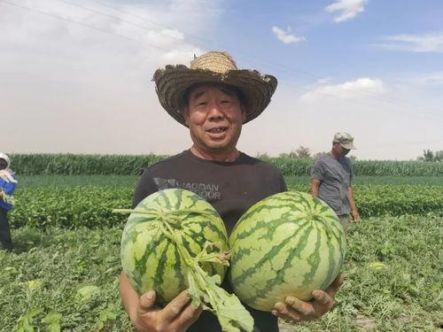 吃瓜群众助农,共筑助农新篇章