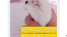 防止老鼠吃瓜,守护丰收的秘密武器