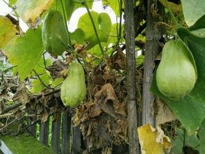 放耳朵吃瓜,揭秘娱乐圈的幕后故事