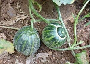 幸福吃瓜乐开花,乐享生活之美