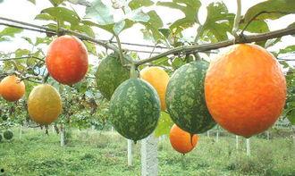 绿宝吊瓜怎么吃,解锁美味新体验