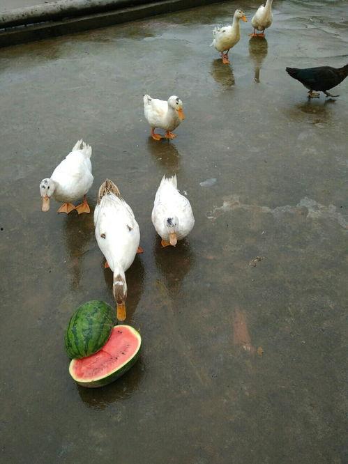 吃鸭瓜,探寻传统与创新的美味融合