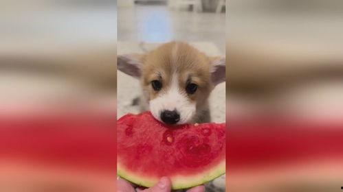 狗吃秋瓜吗,揭秘狗狗是否可以吃秋瓜