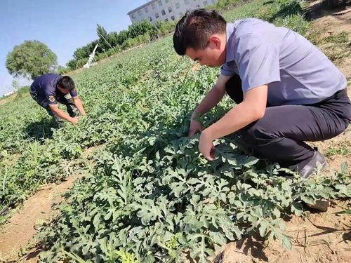 部队吃瓜群众小品,部队吃瓜群众小品背后的欢乐与温情