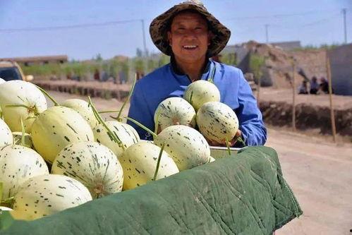 吃瓜藏族,揭秘吃瓜藏族的独特魅力