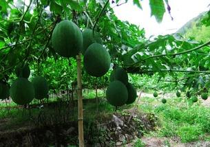 吊瓜吃瓜子的瓜怎样剪枝,吃瓜子的瓜如何焕发新生