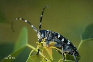 天牛吃哈密瓜,一场甜蜜的“餐桌”对决