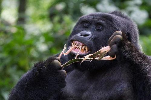 超级猩猩吃瓜图片,趣味横生的夏日时光