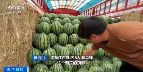 高埗吃瓜新闻,揭秘当地热点事件背后的故事