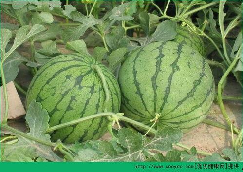 夏天吃拉瓜好吗