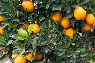 吃瓜乐橙橙,揭秘娱乐圈的甜蜜瓜果盛宴