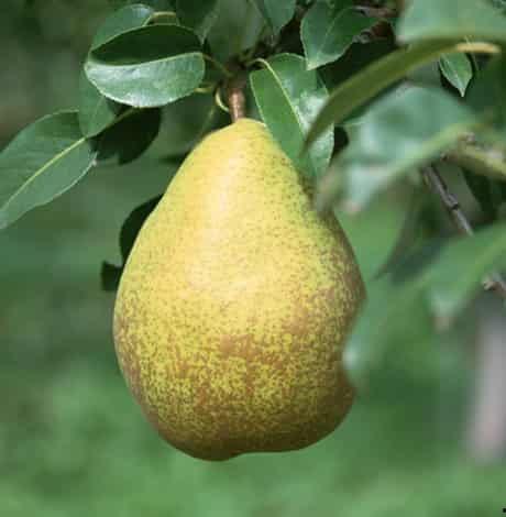 喝奶多久吃梨瓜,滋养时光的甜蜜邂逅