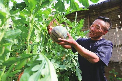 cy毛子吃瓜网,热门话题背后的真相与笑料