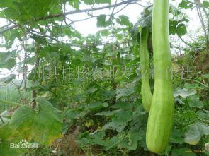 砍瓜回家怎么吃,美味家常新尝试