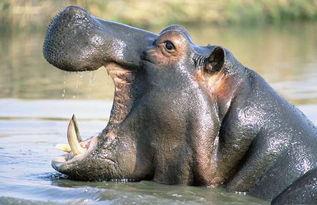 河马吃凉瓜,凉瓜的清凉诱惑