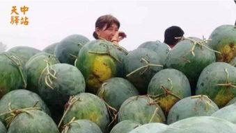 安溪永隆吃瓜现场,街头巷尾热议不断