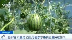 吃瓜群众夏冰雹